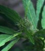 barking-mad-albums-first-grow-picture10532-100-1238-2.jpg