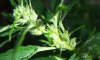 barking-mad-albums-first-grow-picture10530-100-1235-2.jpg