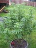 June 18, 2012 Afghan and Strawberry cough 018.jpg