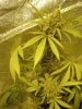 week 9 day 63 flower 004.jpg