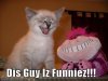 funny-pictures-kitten-and-stuffed-animal-laugh-together.jpg