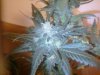 Week 7 flowering Grapefruit 027.jpg