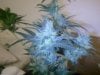 Week 7 flowering Grapefruit 030.jpg