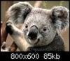 Koala.jpg