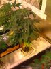 182910d1220262030-my-second-grow-first-journal-img_0044.jpg