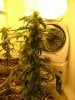 23 days flower002.jpg