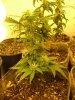 23 days flower004.jpg