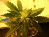 23 days flower006.jpg