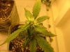 23 days flower010.jpg