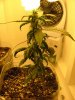 23 days flower011.jpg