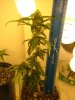 23 days flower013.jpg