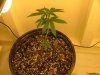 23 days flower016.jpg