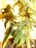 23 days flower017.jpg