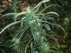 Next Grow O 012.jpg