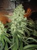 casey end of week 8 flowering 003.jpg