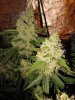 casey end of week 8 flowering 009.jpg