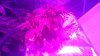 IMG_00000059.jpg