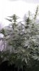 Rainbow Chunky and Super Kush 6 weeks 006.jpg