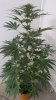 Rainbow Chunky and Super Kush 6 weeks 007.jpg