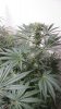 Rainbow Chunky and Super Kush 6 weeks 011.jpg