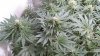 Rainbow Chunky and Super Kush 6 weeks 012.jpg