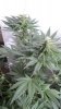 Rainbow Chunky and Super Kush 6 weeks 017.jpg