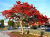 poinciana.jpg