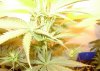 Big Bud-2 weeks 1day,,,No Stress 092.jpg