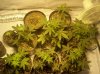 first grow 109.jpg