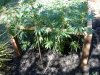 DSCN3871.jpg