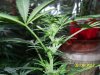 Grow 3 l 007.jpg