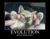 cat-evolution.jpg