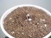 Plant1.JPG