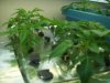 2x7gal tubs with 6 in each,1-2gal cloner with reserve seedlings 003.jpg