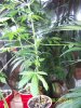 Party Grow 7 005.jpg