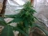 Female 4 swazi landrace revegged from 2nd node day 113.jpg