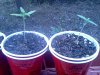 IMG_20120715_173616.jpg