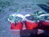 IMG_20120721_165950.jpg