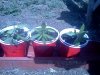 IMG_20120721_165955.jpg