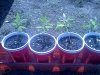 IMG_20120721_165915.jpg