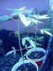 IMG_20120729_151728.jpg