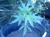 IMG_20120729_151624.jpg