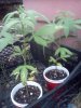 IMG_20120802_195735.jpg