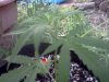 IMG_20120802_195744.jpg