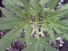 IMG_20120802_195805.jpg