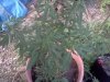 IMG_20120802_195826.jpg