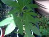 IMG_20120804_100246.jpg