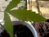 IMG_20120804_103959.jpg