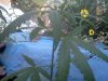IMG_20120809_193946.jpg