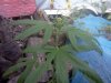 IMG_20120809_193954.jpg